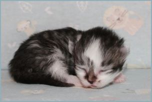 Female Siberian Kitten from Deedlebug Siberians